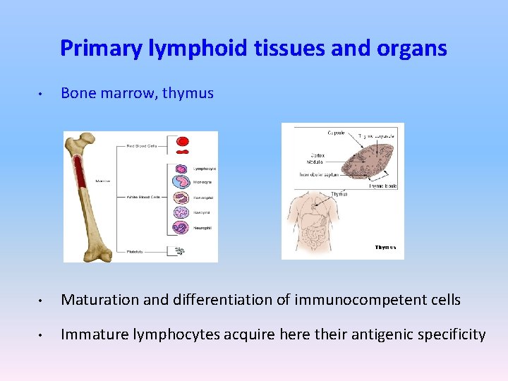 Primary lymphoid tissues and organs • Bone marrow, thymus • Maturation and differentiation of