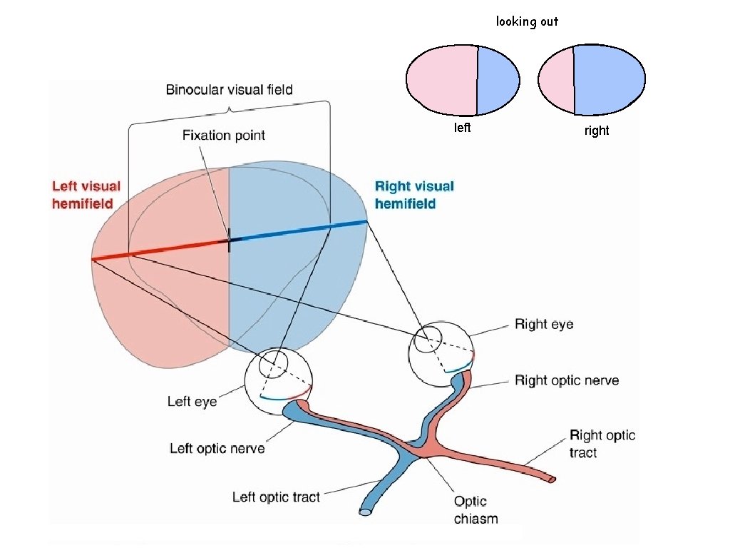 looking out left right 