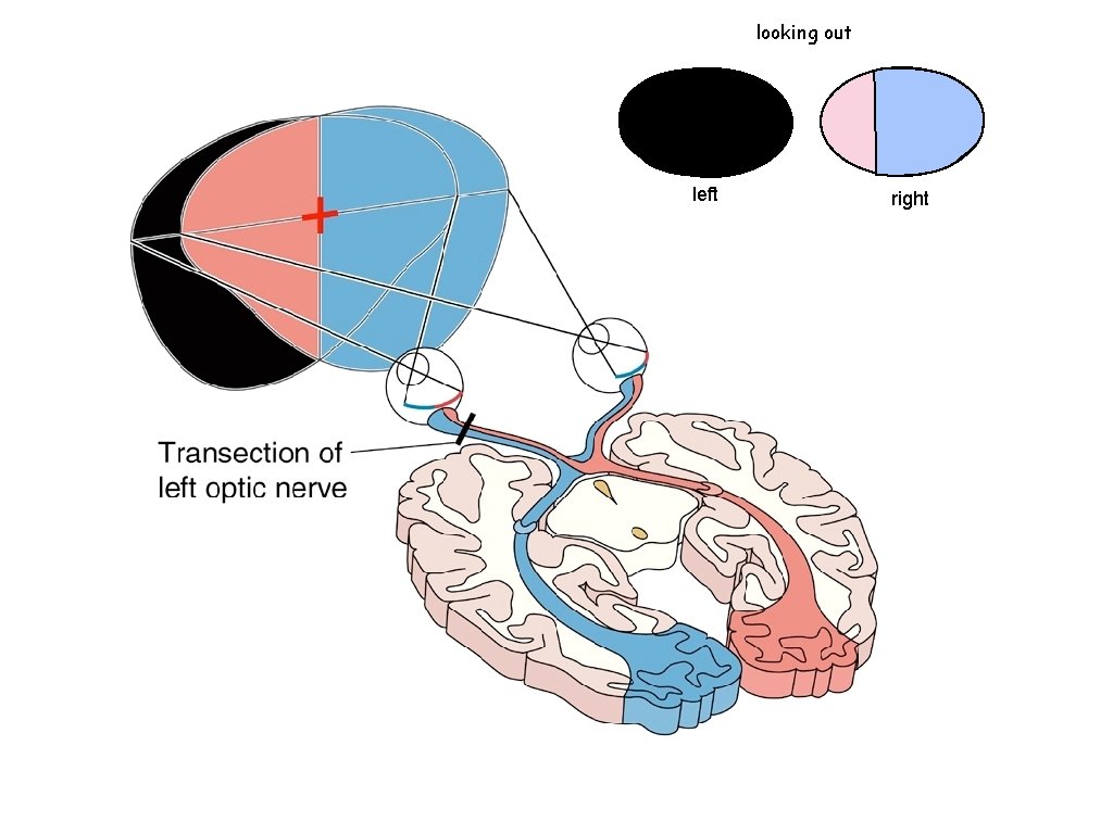 looking out left right 