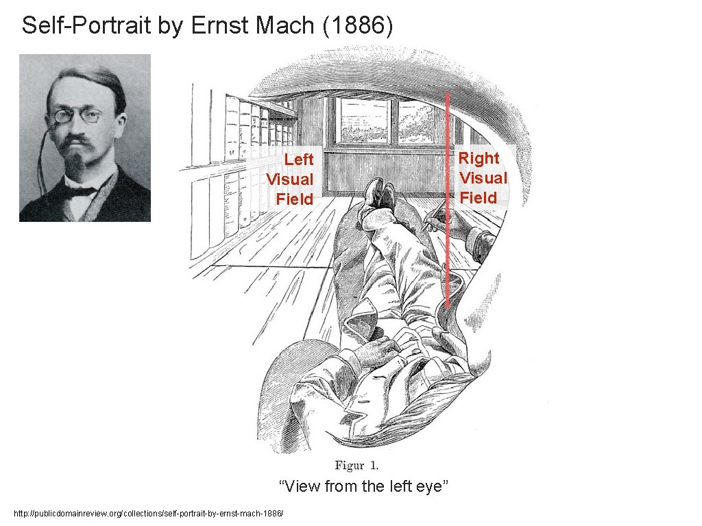 Self-Portrait by Ernst Mach (1886) Left Visual Field “View from the left eye” http: