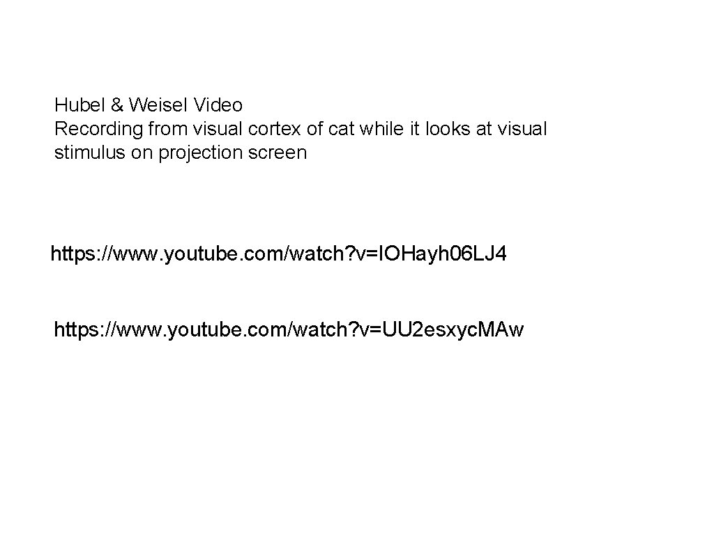 Hubel & Weisel Video Recording from visual cortex of cat while it looks at