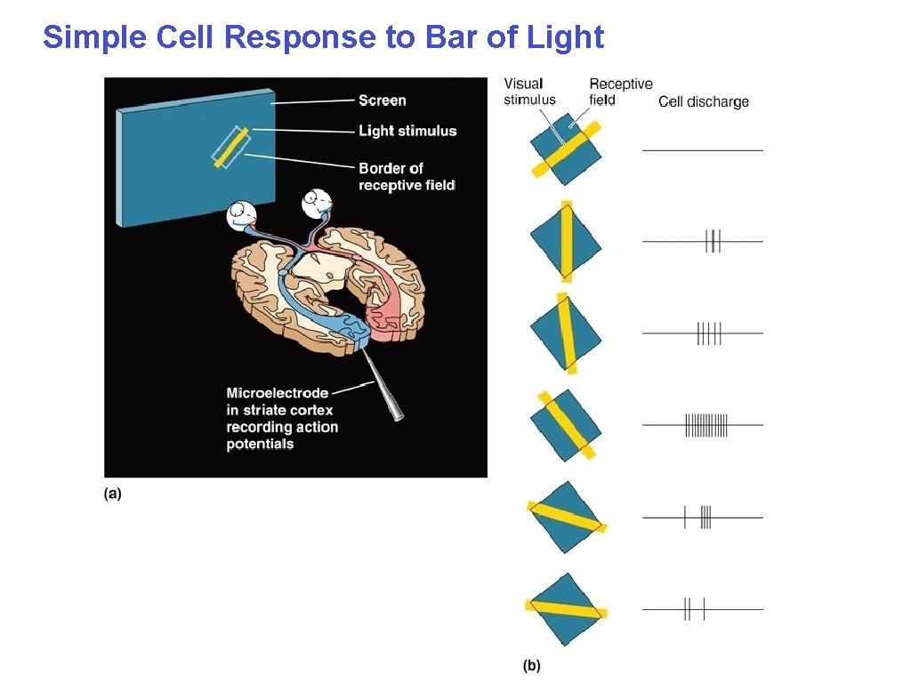 Simple Cell Response to Bar of Light 