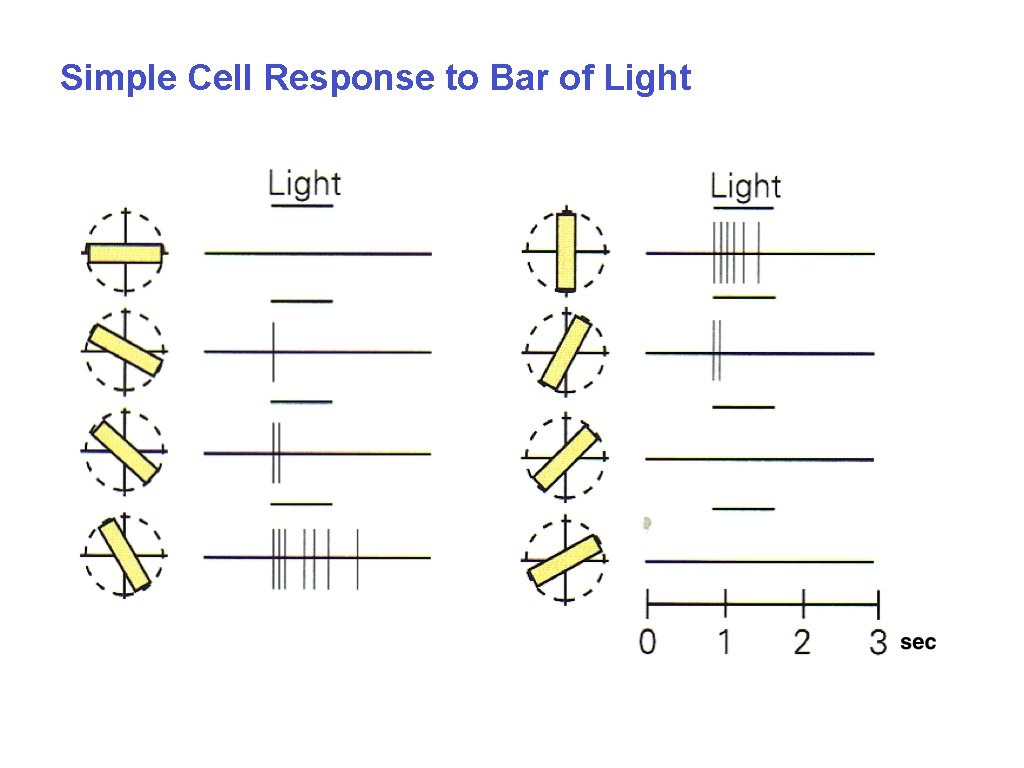 Simple Cell Response to Bar of Light 
