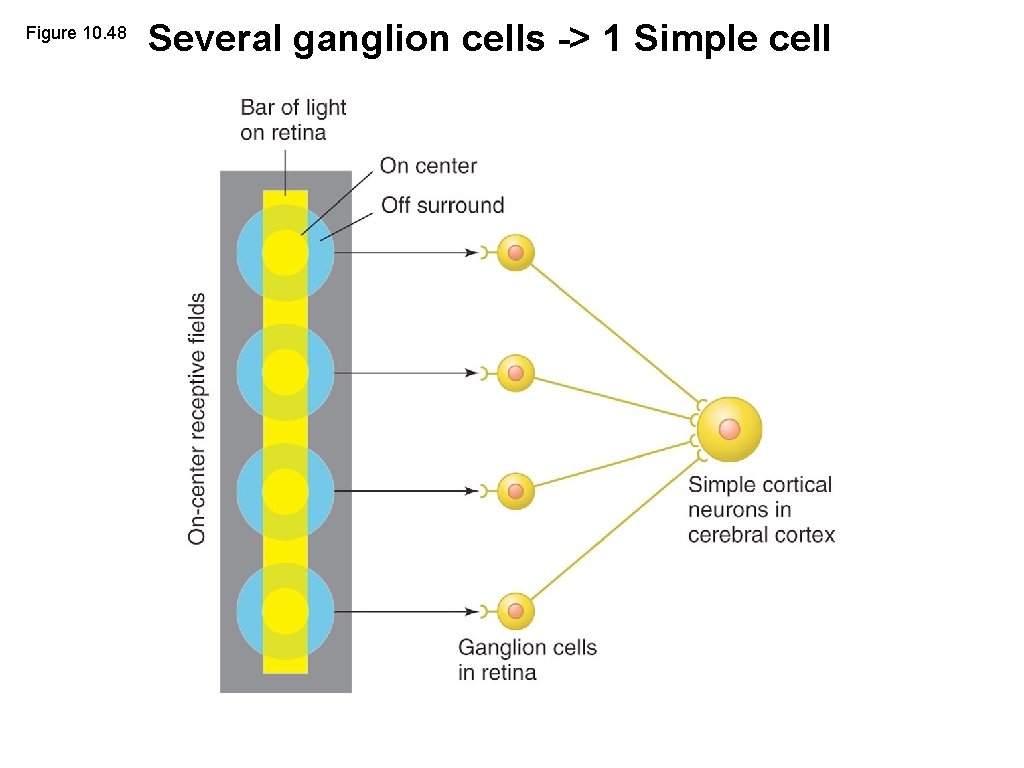 Figure 10. 48 Several ganglion cells -> 1 Simple cell 