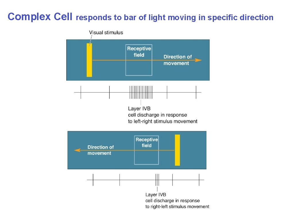 Complex Cell responds to bar of light moving in specific direction 