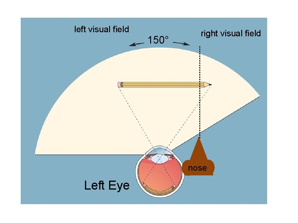 left visual field 150° right visual field nose Left Eye 