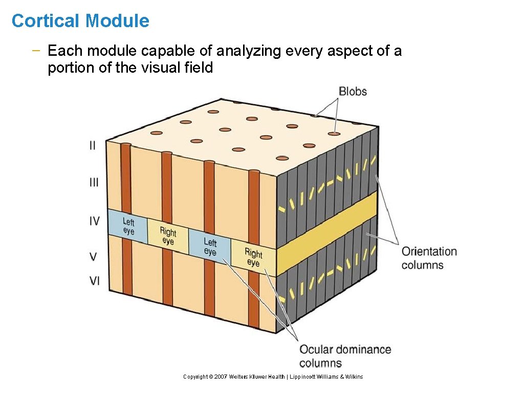 Cortical Module – Each module capable of analyzing every aspect of a portion of
