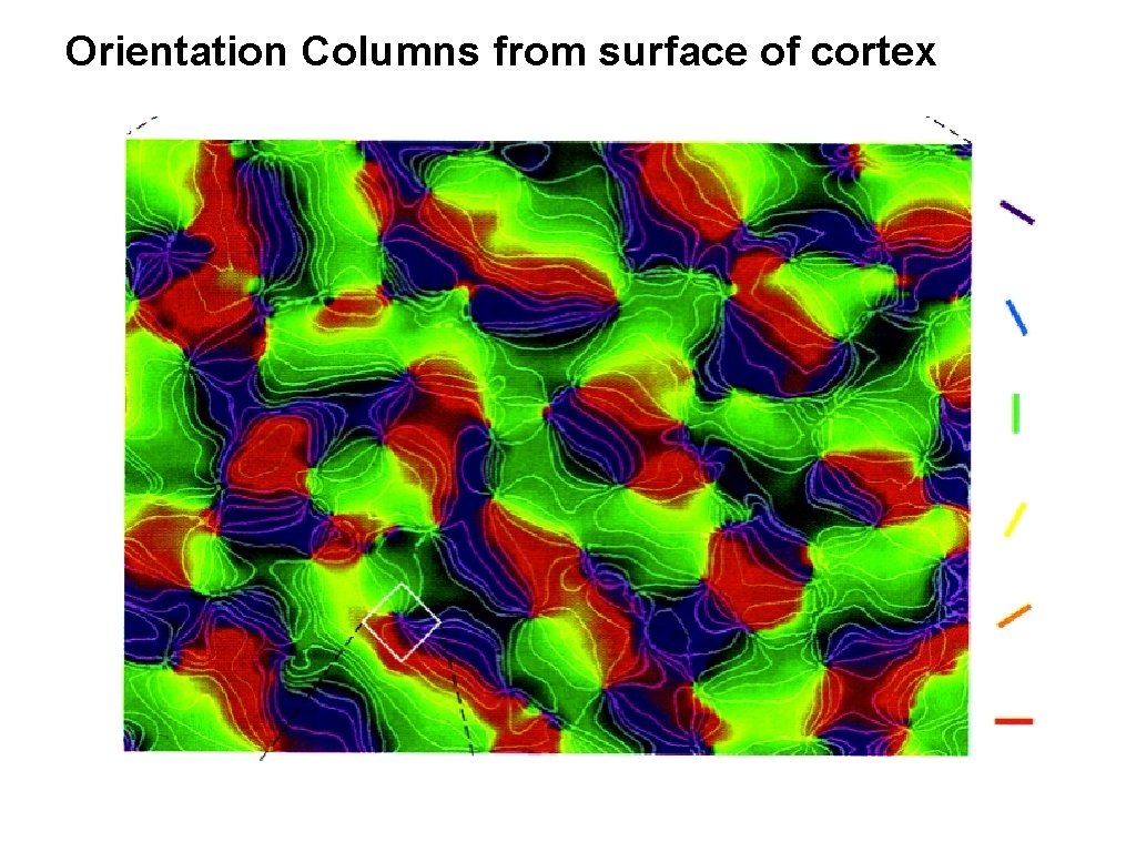 Orientation Columns from surface of cortex 