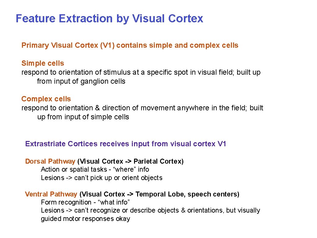 Feature Extraction by Visual Cortex Primary Visual Cortex (V 1) contains simple and complex
