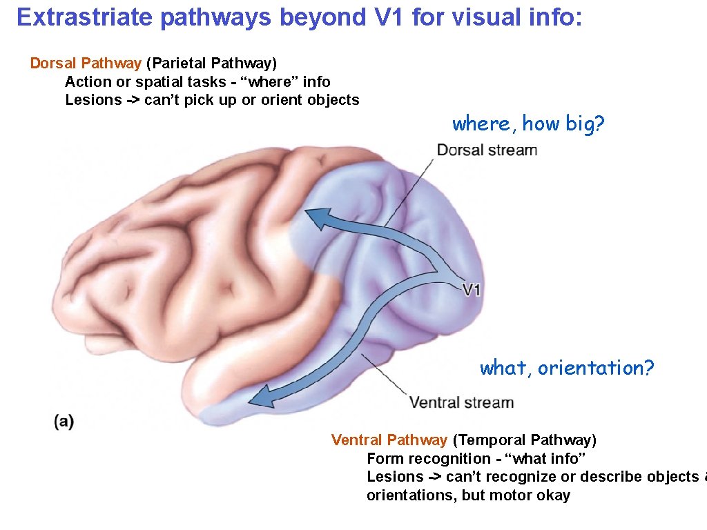 Extrastriate pathways beyond V 1 for visual info: Dorsal Pathway (Parietal Pathway) Action or