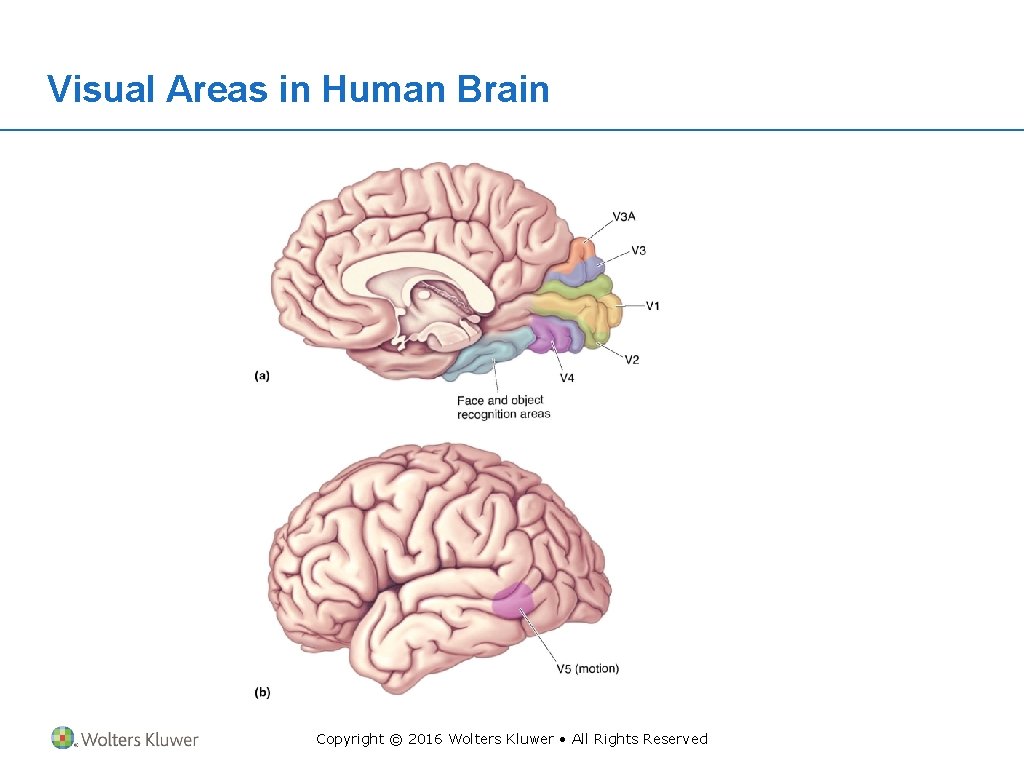 Visual Areas in Human Brain Copyright © 2016 Wolters Kluwer • All Rights Reserved
