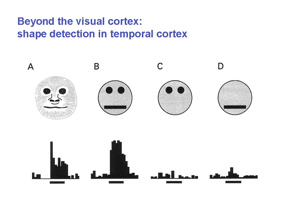 Beyond the visual cortex: shape detection in temporal cortex 