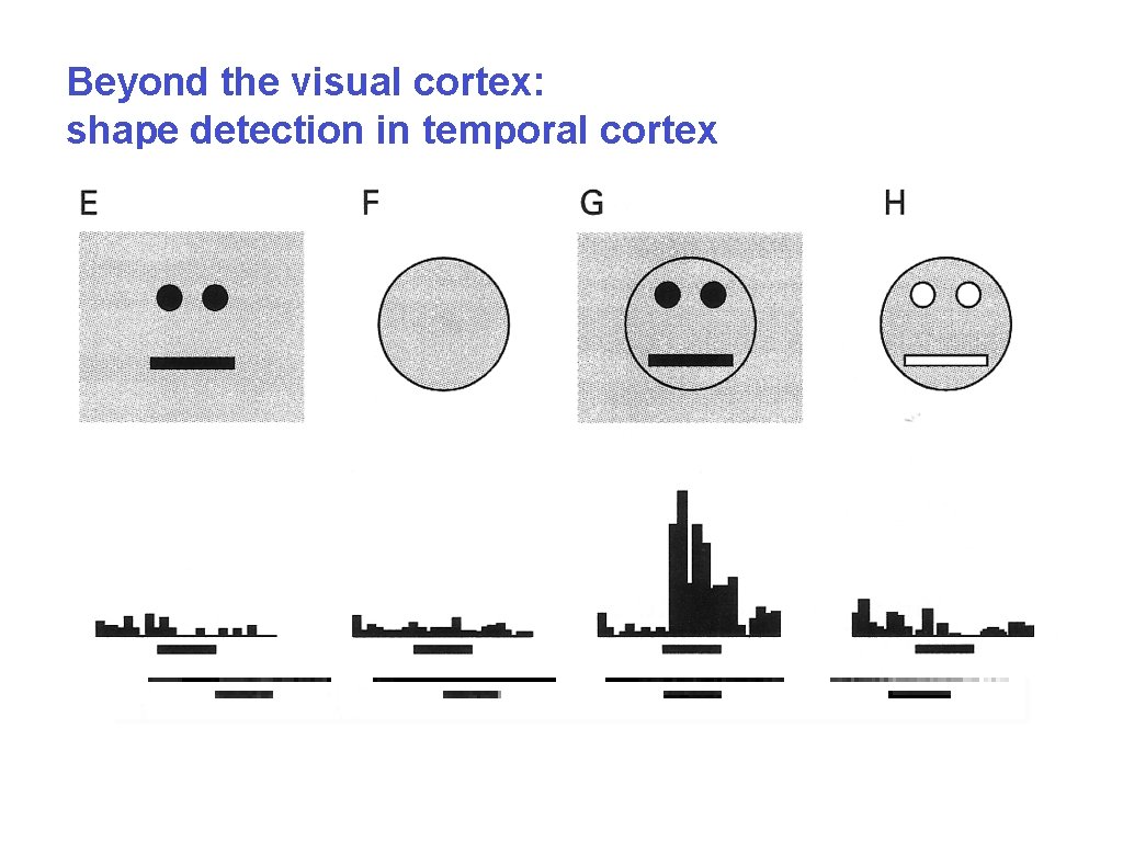Beyond the visual cortex: shape detection in temporal cortex 