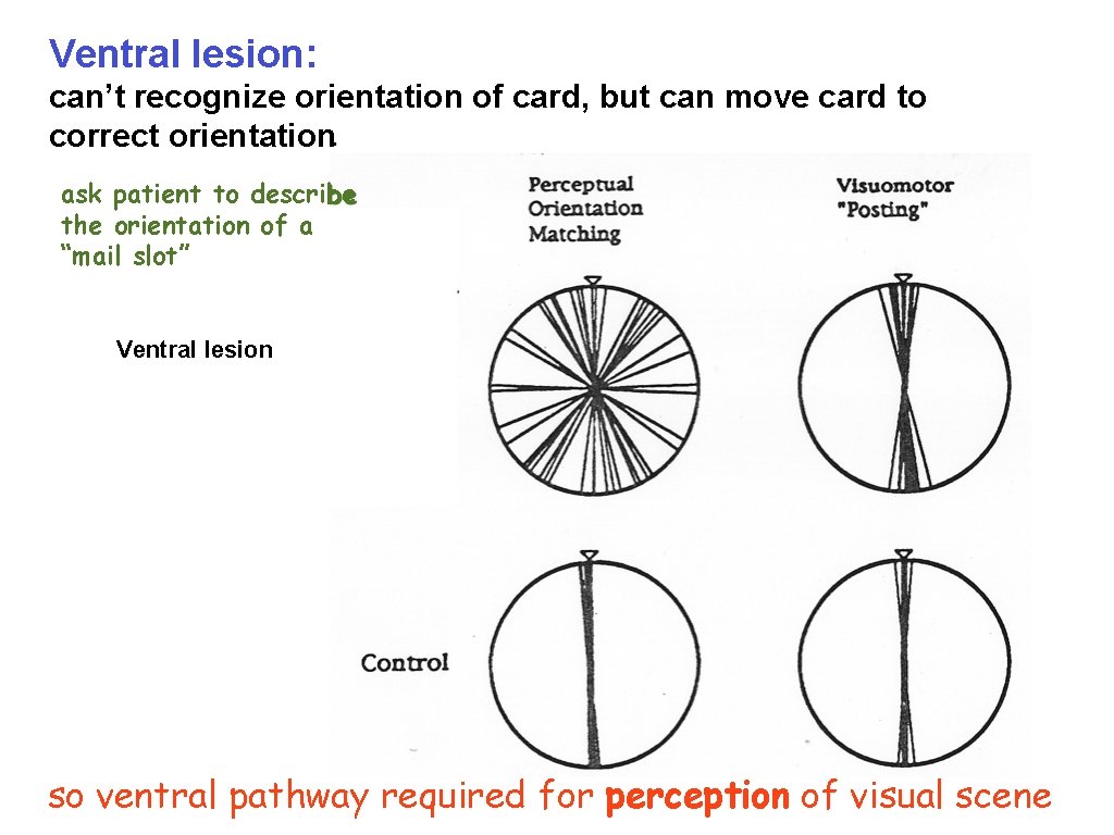 Ventral lesion: can’t recognize orientation of card, but can move card to correct orientation
