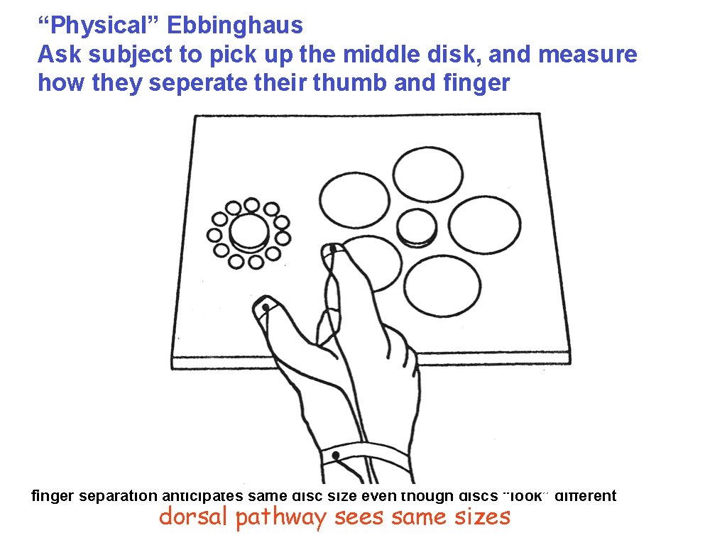 “Physical” Ebbinghaus Ask subject to pick up the middle disk, and measure how they