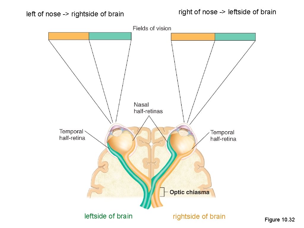 left of nose -> rightside of brain leftside of brain right of nose ->