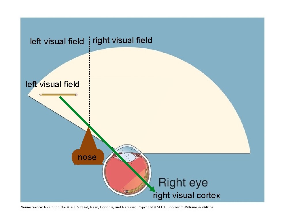 left visual field right visual field left visual field nose right visual cortex 