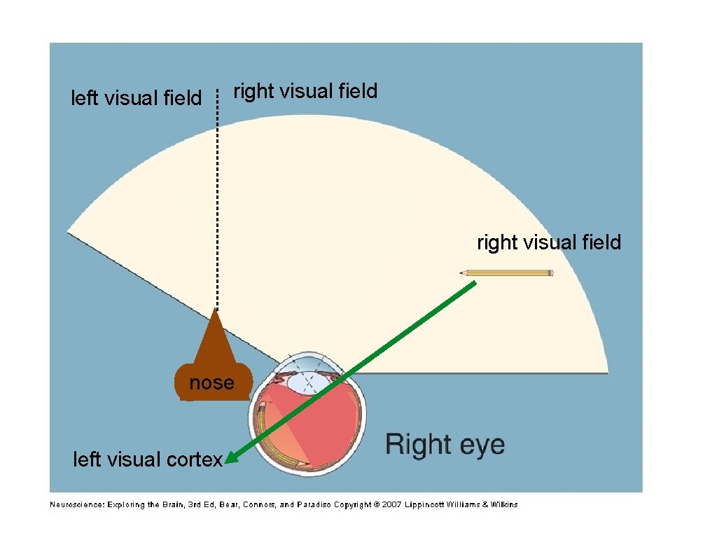 left visual field right visual field nose left visual cortex 