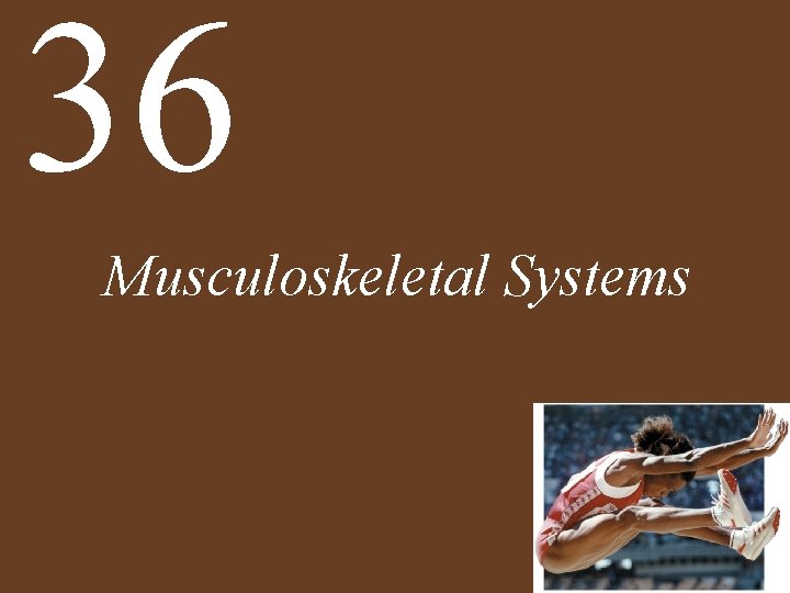 36 Musculoskeletal Systems 