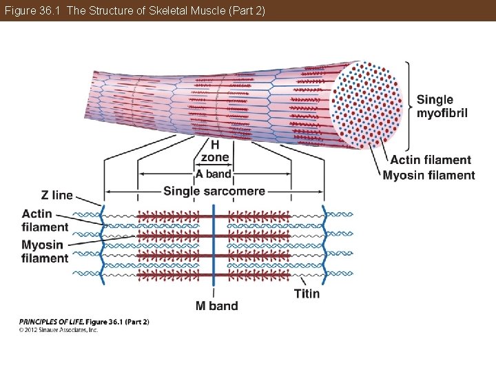 Figure 36. 1 The Structure of Skeletal Muscle (Part 2) 