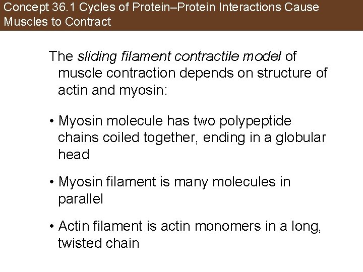 Concept 36. 1 Cycles of Protein–Protein Interactions Cause Muscles to Contract The sliding filament