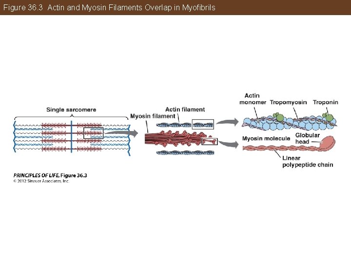 Figure 36. 3 Actin and Myosin Filaments Overlap in Myofibrils 