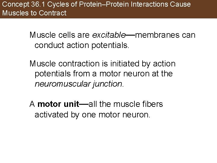 Concept 36. 1 Cycles of Protein–Protein Interactions Cause Muscles to Contract Muscle cells are