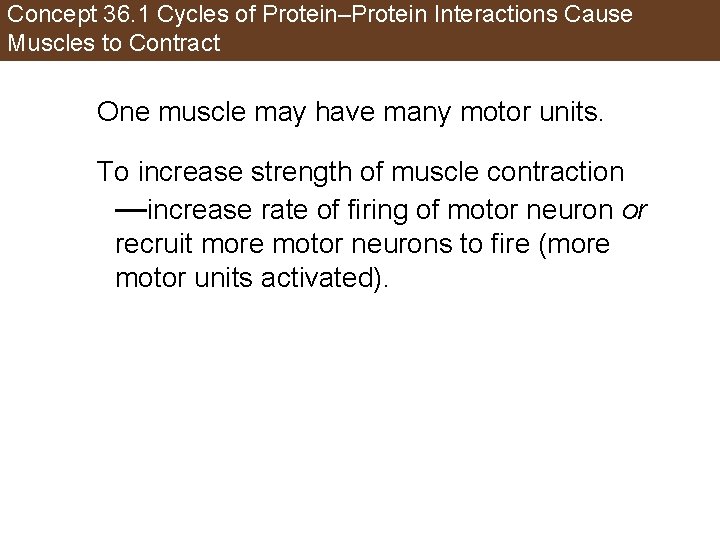 Concept 36. 1 Cycles of Protein–Protein Interactions Cause Muscles to Contract One muscle may