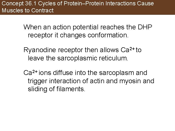 Concept 36. 1 Cycles of Protein–Protein Interactions Cause Muscles to Contract When an action