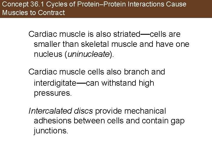 Concept 36. 1 Cycles of Protein–Protein Interactions Cause Muscles to Contract Cardiac muscle is