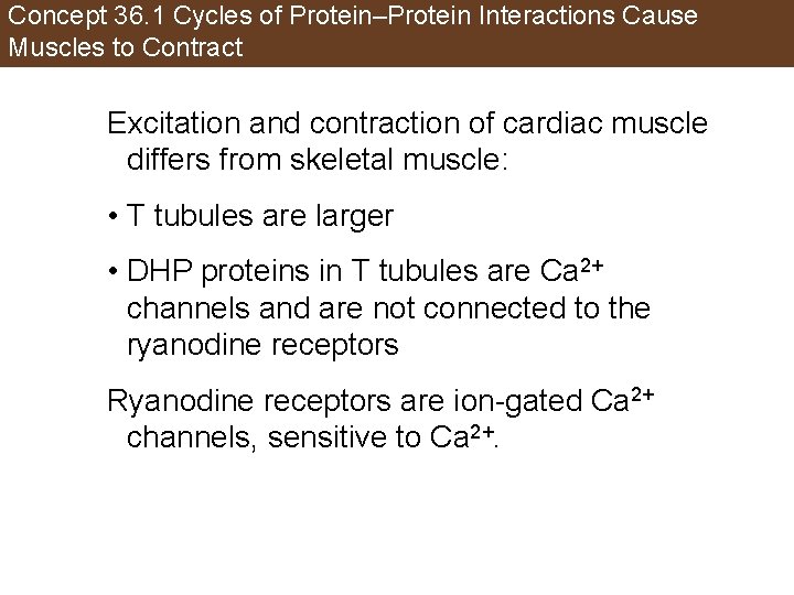 Concept 36. 1 Cycles of Protein–Protein Interactions Cause Muscles to Contract Excitation and contraction