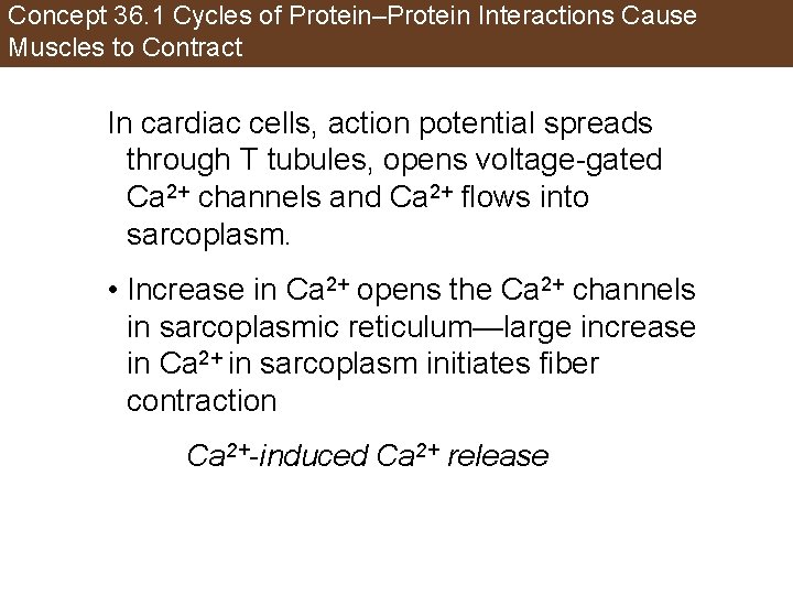 Concept 36. 1 Cycles of Protein–Protein Interactions Cause Muscles to Contract In cardiac cells,