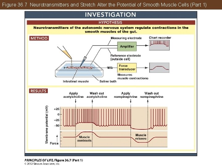Figure 36. 7 Neurotransmitters and Stretch Alter the Potential of Smooth Muscle Cells (Part