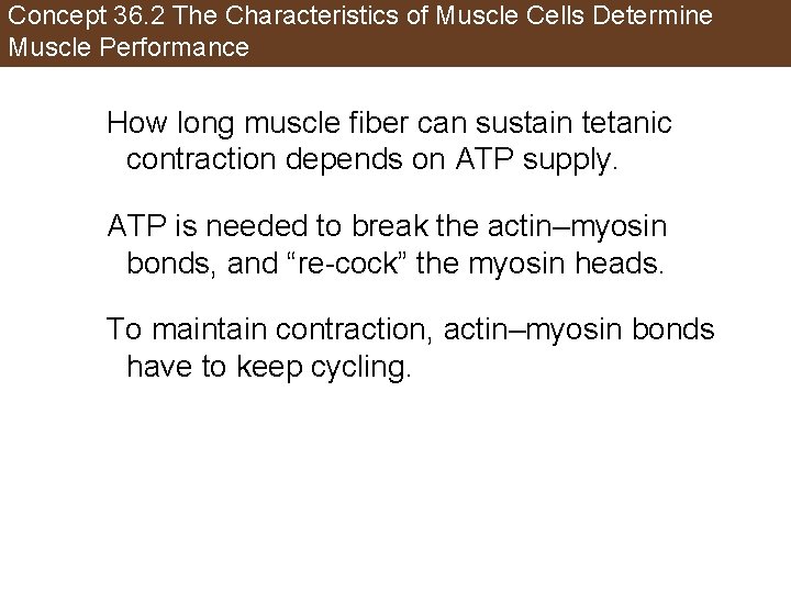 Concept 36. 2 The Characteristics of Muscle Cells Determine Muscle Performance How long muscle