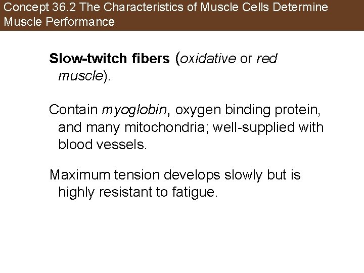 Concept 36. 2 The Characteristics of Muscle Cells Determine Muscle Performance Slow-twitch fibers (oxidative