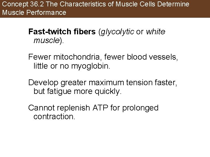 Concept 36. 2 The Characteristics of Muscle Cells Determine Muscle Performance Fast-twitch fibers (glycolytic