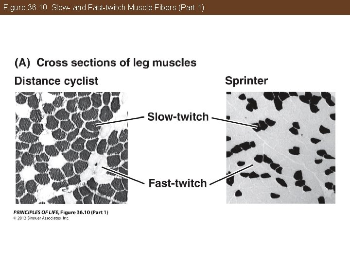 Figure 36. 10 Slow- and Fast-twitch Muscle Fibers (Part 1) 