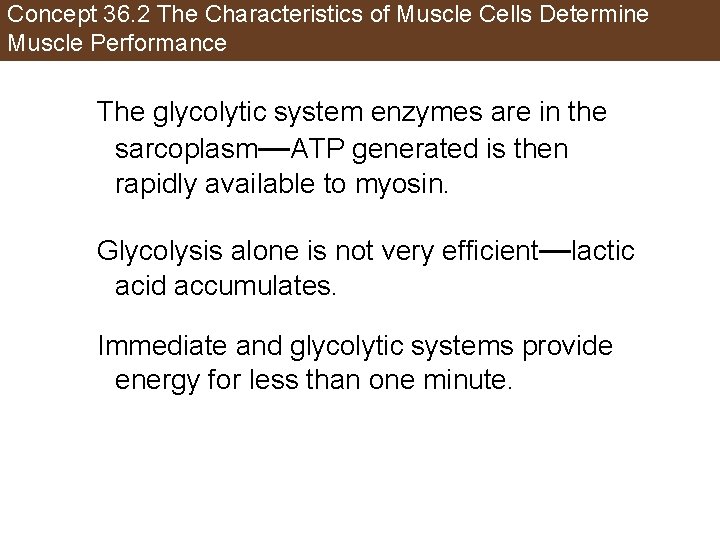 Concept 36. 2 The Characteristics of Muscle Cells Determine Muscle Performance The glycolytic system