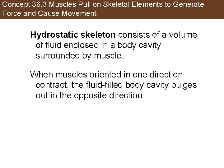 Concept 36. 3 Muscles Pull on Skeletal Elements to Generate Force and Cause Movement