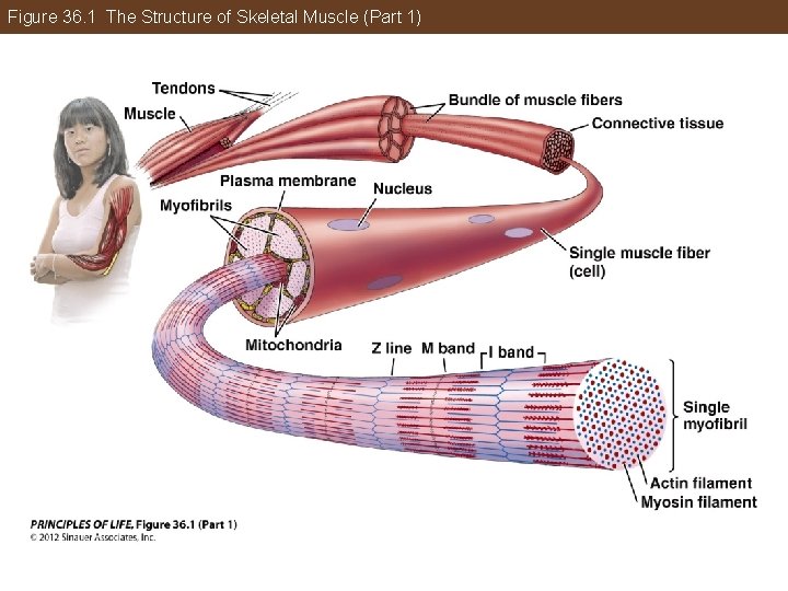 Figure 36. 1 The Structure of Skeletal Muscle (Part 1) 