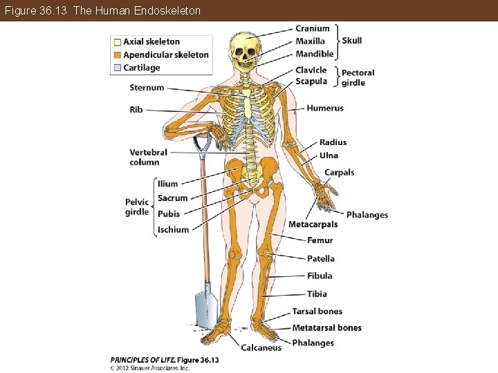 Figure 36. 13 The Human Endoskeleton 
