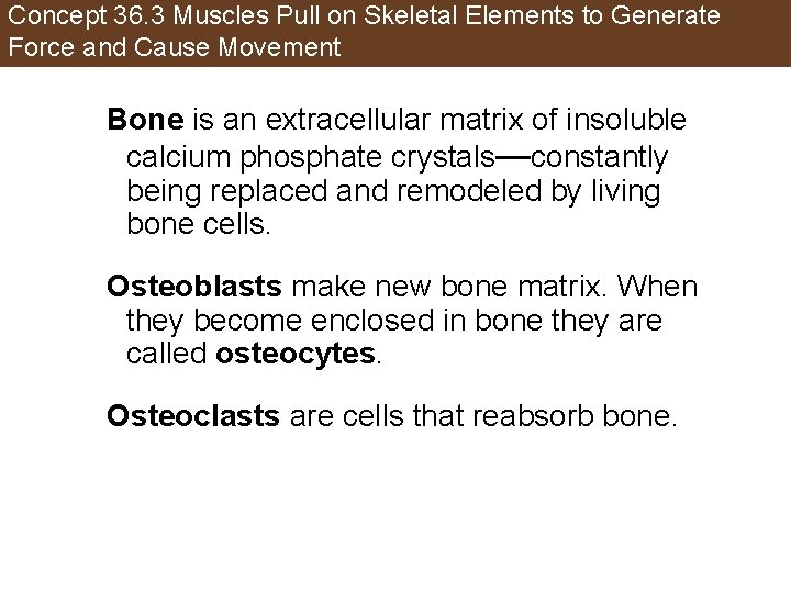 Concept 36. 3 Muscles Pull on Skeletal Elements to Generate Force and Cause Movement