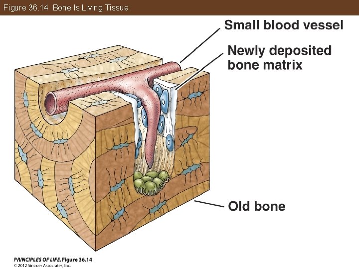 Figure 36. 14 Bone Is Living Tissue 