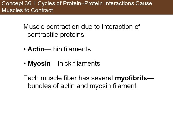 Concept 36. 1 Cycles of Protein–Protein Interactions Cause Muscles to Contract Muscle contraction due