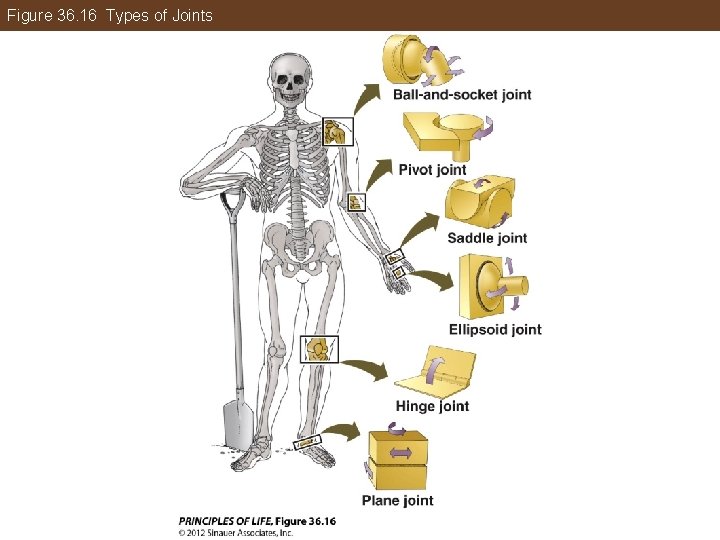 Figure 36. 16 Types of Joints 