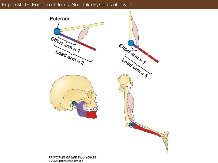 Figure 36. 18 Bones and Joints Work Like Systems of Levers 
