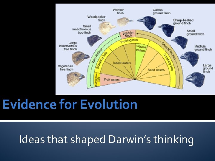 Evidence for Evolution Ideas that shaped Darwin’s thinking 