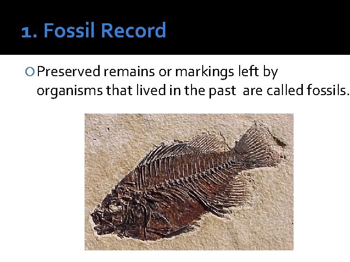 1. Fossil Record Preserved remains or markings left by organisms that lived in the