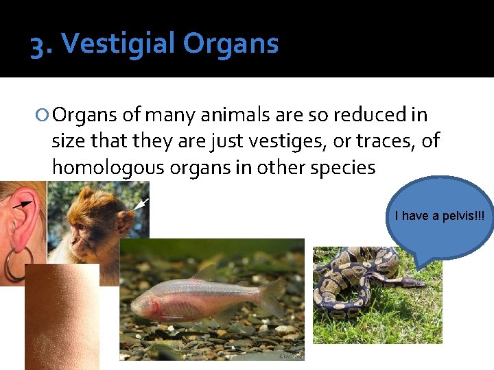 3. Vestigial Organs of many animals are so reduced in size that they are