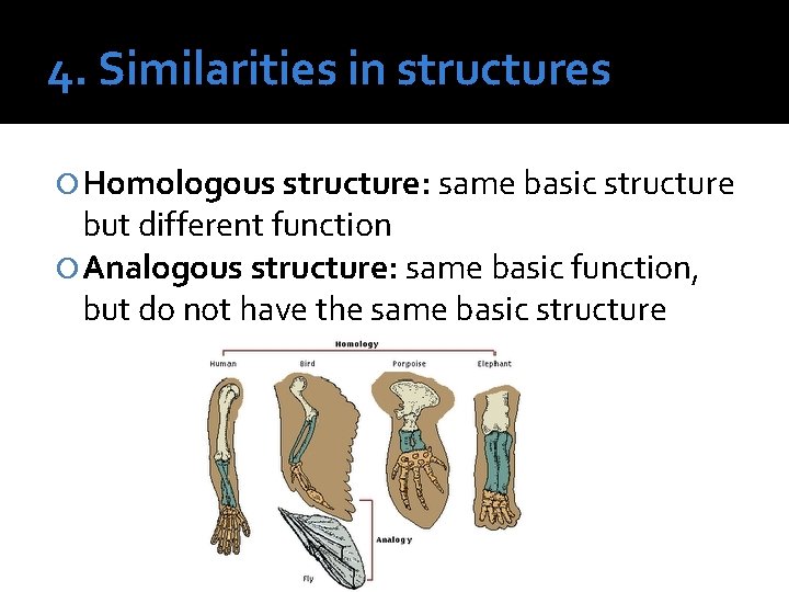 4. Similarities in structures Homologous structure: same basic structure but different function Analogous structure: